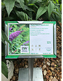 Pugster Butterfly Bush, Buddleia x 'SMNBDB' Pugster Pinker® 3G