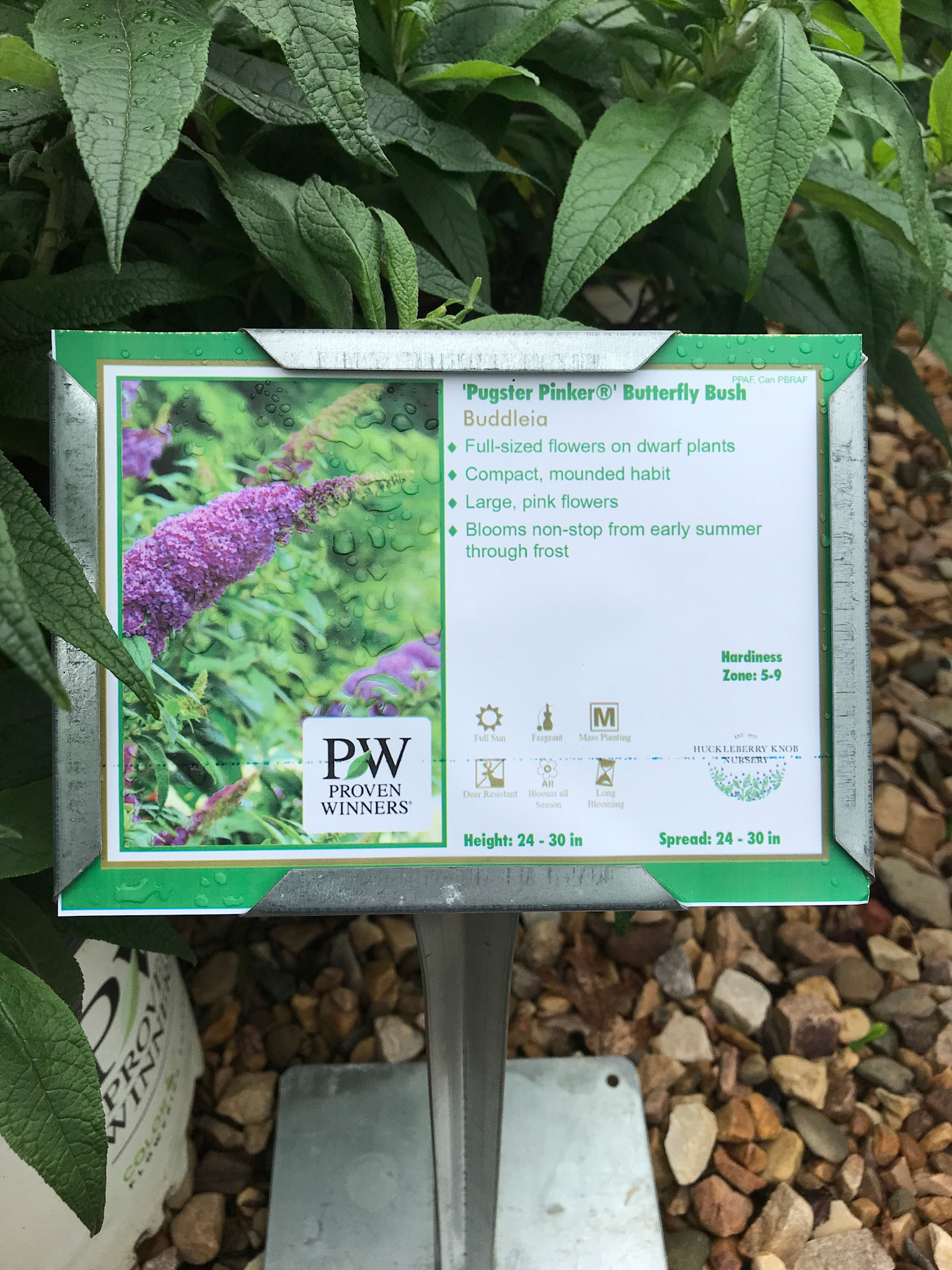 Pugster Butterfly Bush, Buddleia x 'SMNBDB' Pugster Pinker® 3G