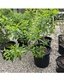 Proven Winner Buttonbush, Cephalanthus occidentalis 'SMCOSS' Sugar Shack® 3G NATIVE