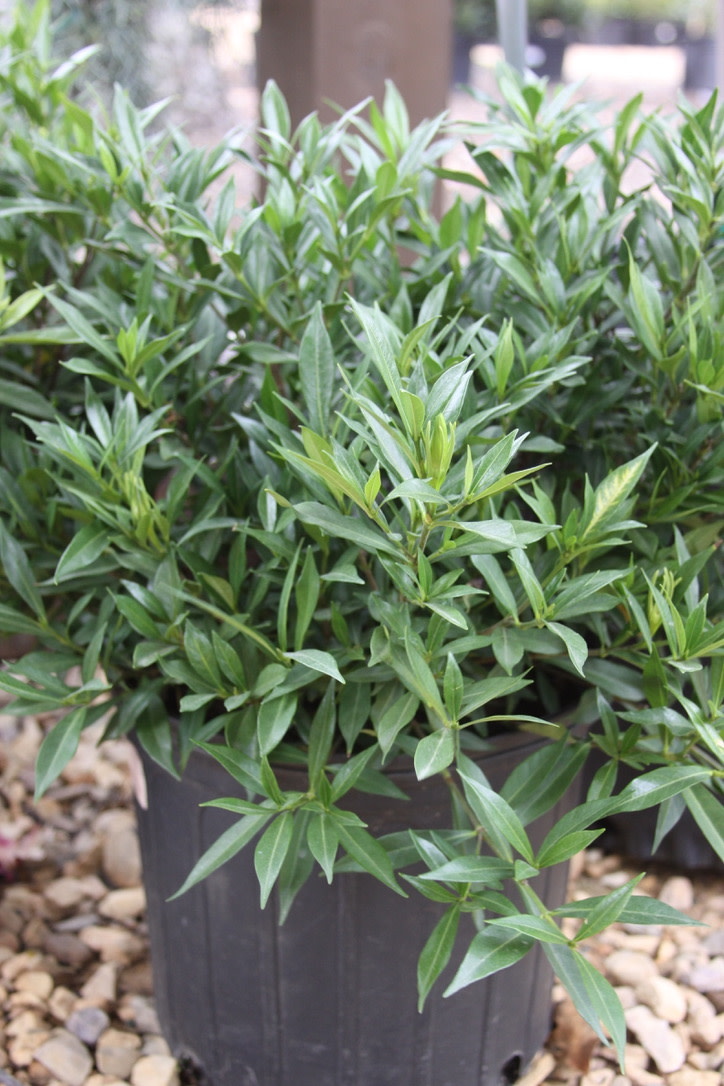 Gardenia, Gardenia jasminoides 'Frostproof' 3G