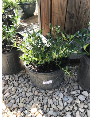 Gardenia, Gardenia jasminoides 'Radicans Variegata' Variegated Radicans 3G