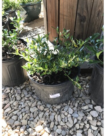 Gardenia, Gardenia jasminoides 'Radicans Variegata' Variegated Radicans 3G