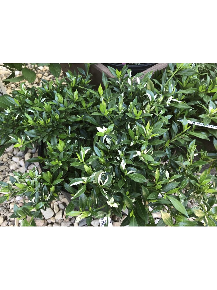 Gardenia, Gardenia jasminoides 'Radicans Variegata' Variegated Radicans 3G