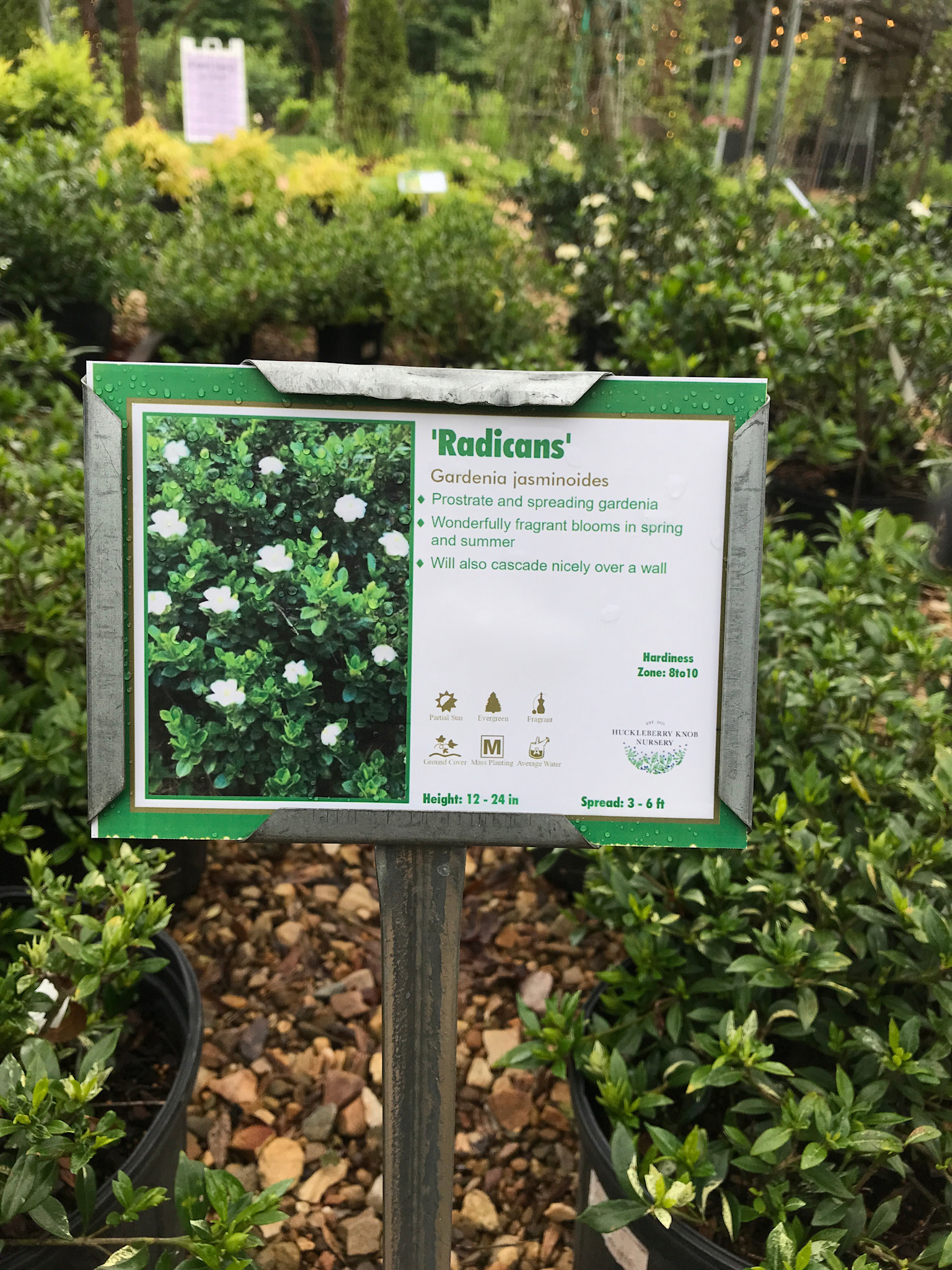 Gardenia, Gardenia jasminoides 'Radicans Variegata' Variegated Radicans 3G