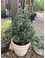 Steeds Upright Japanese Holly
