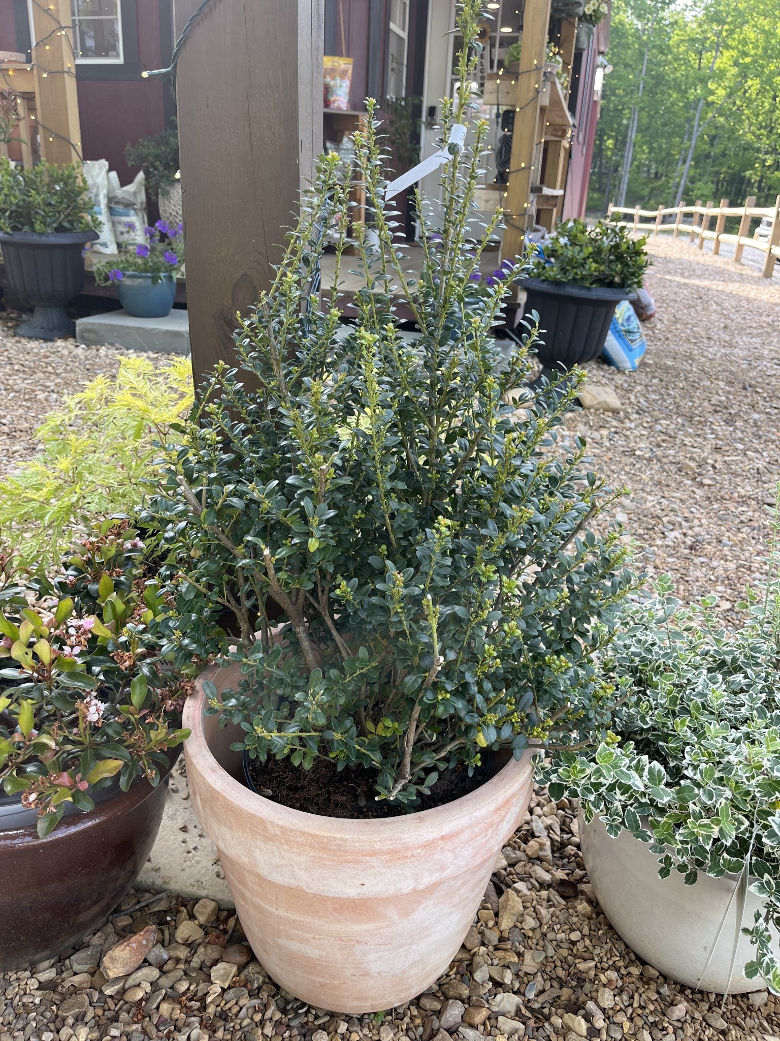 Steeds Upright Japanese Holly