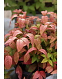 Nandina, Nandina domestica 'Firepower' 3G