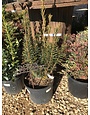 'Fastigiata' Japanese Plum Yew