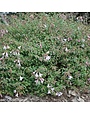 Abelia, Abelia x grandiflora 'Glossy Abelia' 3G