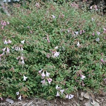 Abelia, Abelia x grandiflora 'Glossy Abelia' 3G
