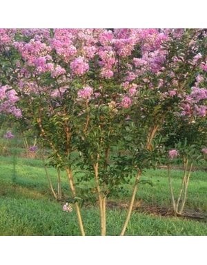 Crape Myrtle, Lagerstroemia 'Lipan' (Lavender Pink) 10G