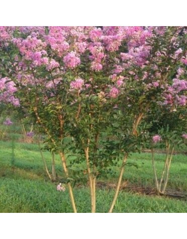 Crape Myrtle, Lagerstroemia 'Lipan' (Lavender Pink) 10G