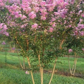 Crape Myrtle, Lagerstroemia 'Lipan' (Lavender Pink) 10G