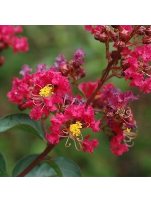 Crape Myrtle, Lagerstroemia indica 'Whit II' DynamiteÂ® (Red) 3G