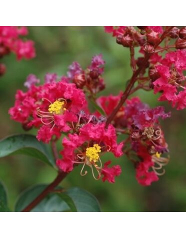 Crape Myrtle, Lagerstroemia indica 'Whit II' Dynamite® (Red) 3G