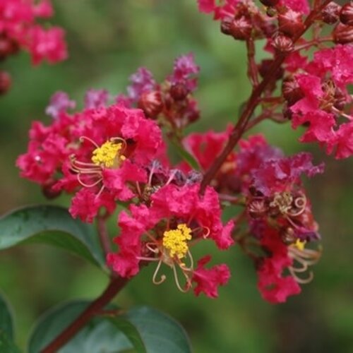 Crape Myrtle, Lagerstroemia indica 'Whit II' DynamiteÂ® (Red) 3G