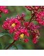Crape Myrtle, Lagerstroemia indica 'Whit II' Dynamite® (Red) 15G