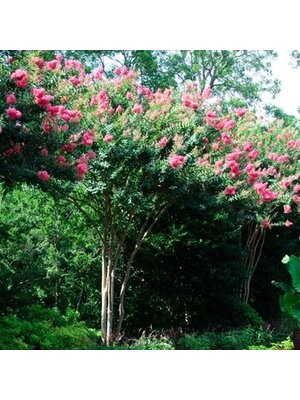 Crape Myrtle, Lagerstroemia indica x fauriei 'Tuscarora' (Coral/Pink) 15G