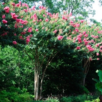 Crape Myrtle, Lagerstroemia indica x fauriei 'Tuscarora' (Coral/Pink) 15G