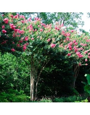 Crape Myrtle, Lagerstroemia indica x fauriei 'Tuscarora' (Coral/Pink) 3G