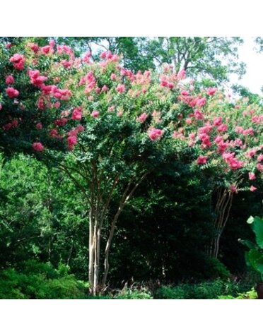 Crape Myrtle, Lagerstroemia indica x fauriei 'Tuscarora' (Coral/Pink) 3G