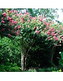 Crape Myrtle, Lagerstroemia indica x fauriei 'Tuscarora' (Coral/Pink) 3G