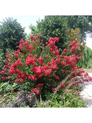 Crape Myrtle, Lagerstroemia indica 'Whit IV' Red RocketÂ® (Red) 15G