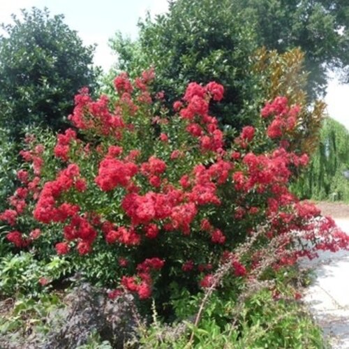 Crape Myrtle, Lagerstroemia indica 'Whit IV' Red RocketÂ® (Red) 15G