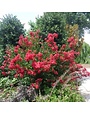 Crape Myrtle, Lagerstroemia indica 'Whit IV' Red Rocket® (Red) 15G