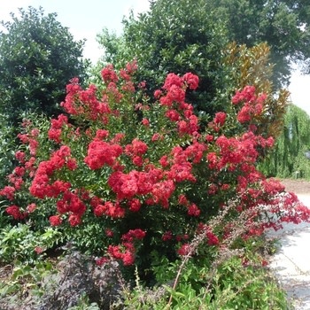 Crape Myrtle, Lagerstroemia indica 'Whit IV' Red Rocket® (Red) 15G