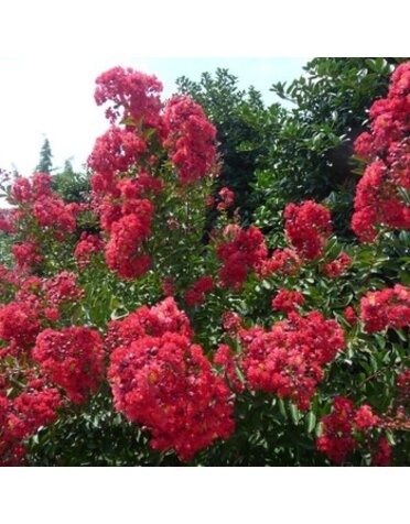 Crape Myrtle, Lagerstroemia indica 'Whit IV' Red Rocket® (Red) 3G