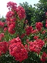 Crape Myrtle, Lagerstroemia indica 'Whit IV' Red Rocket® (Red) 3G