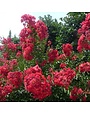 Crape Myrtle, Lagerstroemia indica 'Whit IV' Red Rocket® (Red) 3G