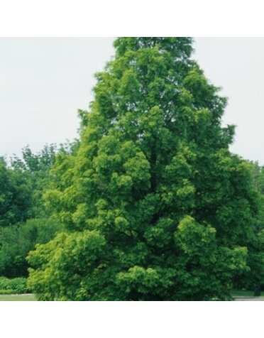 Metasequoia glyptostroboides 25G Dawn Redwood