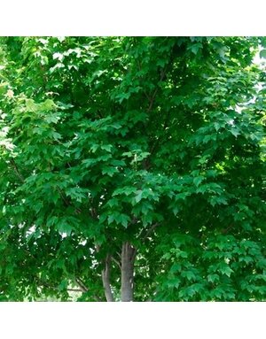 Maple, Red, Acer rubrum 'October Glory' 7G