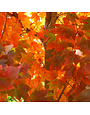 Maple, Red, Acer rubrum 'October Glory' 7G