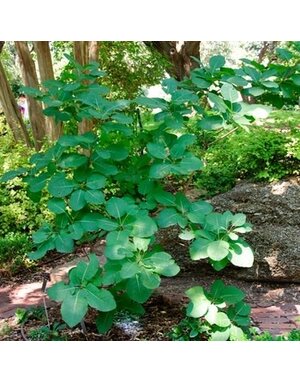 Smoke Bush, Cotinus obovatus 'American Smoke Tree' 7G