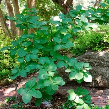 Smoke Bush, Cotinus obovatus 'American Smoke Tree' 7G