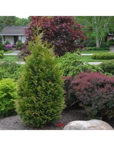 Arborvitae, Thuja occidentalis 'Junior Giant' 5G