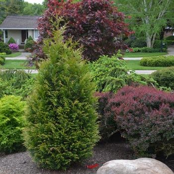 Arborvitae, Thuja occidentalis 'Junior Giant' 5G