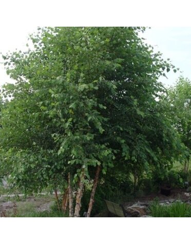 River Birch, Betula nigra 'Cully' Heritage® 25G