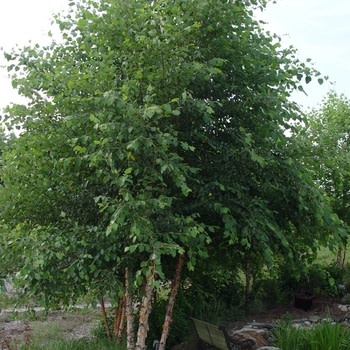 River Birch, Betula nigra 'Cully' Heritage® 25G