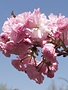 Cherry, Prunus serrulata 'Kwanzan' 15G