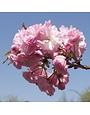 Cherry, Prunus serrulata 'Kwanzan' 15G