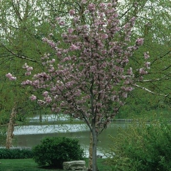 Cherry, Prunus serrulata 'Kwanzan' 15G