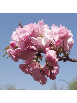 Cherry, Prunus serrulata 'Kwanzan' 5G