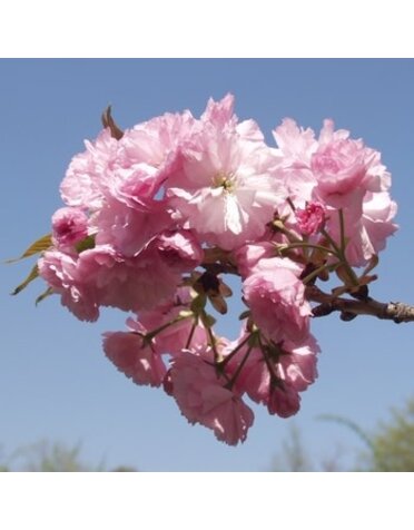 Cherry, Prunus serrulata 'Kwanzan' 5G