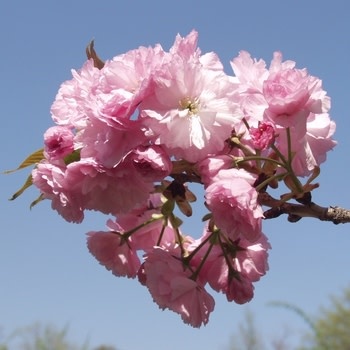 Cherry, Prunus serrulata 'Kwanzan' 5G
