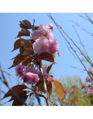 Cherry, Prunus serrulata 'Kwanzan' 7G