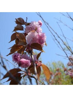 Cherry, Prunus serrulata 'Kwanzan' 7G